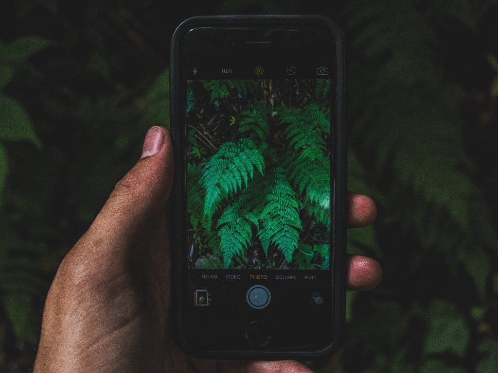 a hand holding a phone with an image of a fern on it