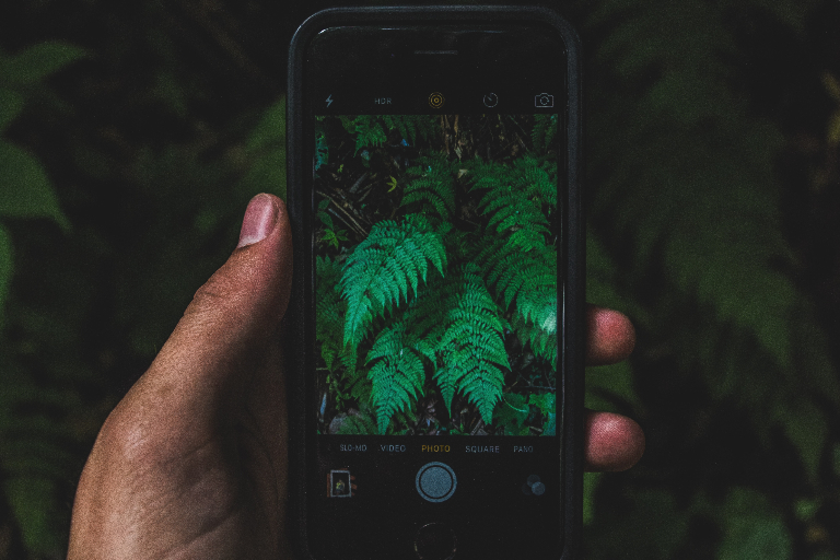a hand holding a phone with an image of a fern on it