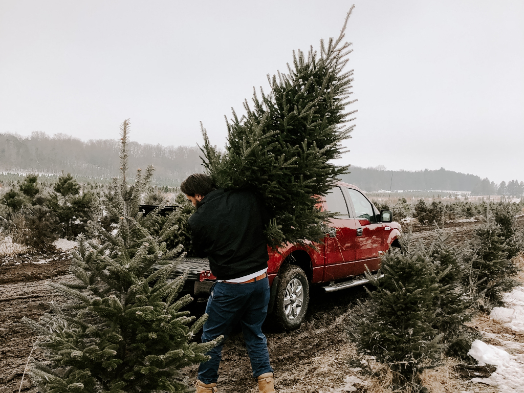 a person carrying an evergreen tree to their truck